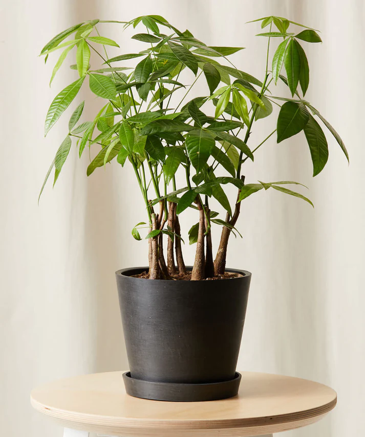 Money Tree Forest - Image 3