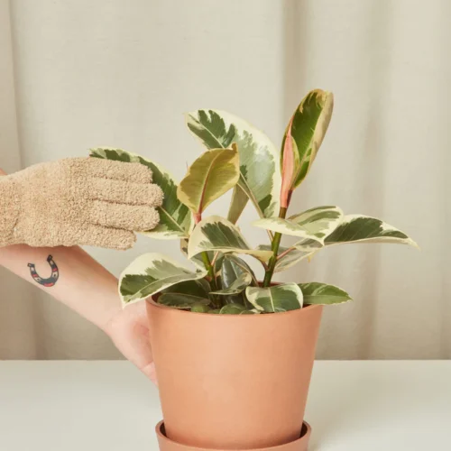 Ficus Tineke